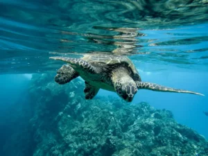 tortuga nadando en costa rica